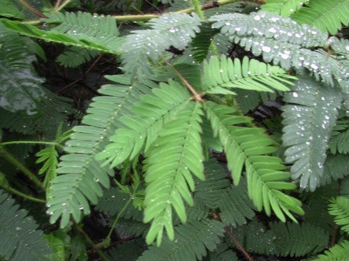 Mimosa pudica