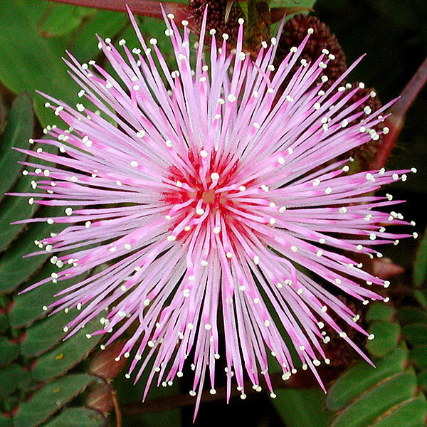 Mimosa pudica