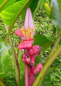 Musa velutina