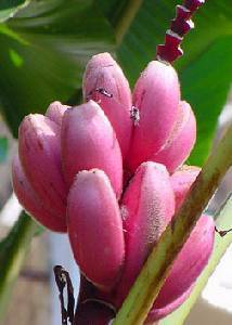 Musa velutina