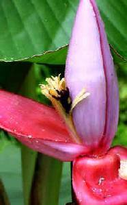 Musa velutina