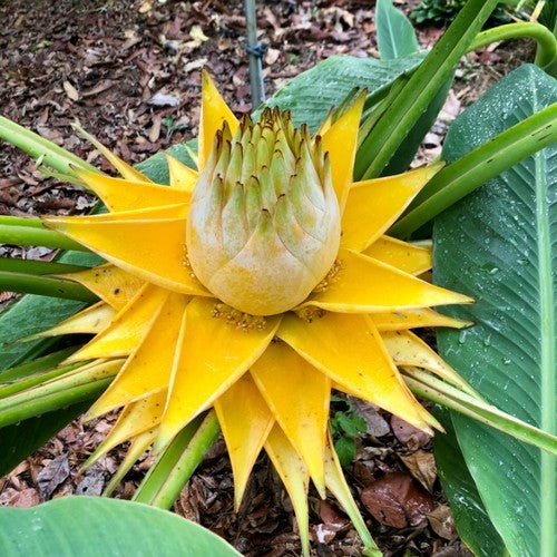 Musella lasiocarpa
