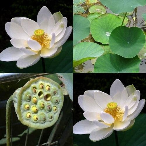 Nelumbo nucifera 'Alba' / 'White'