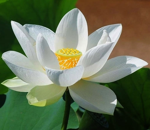 Nelumbo nucifera 'Alba' / 'White'