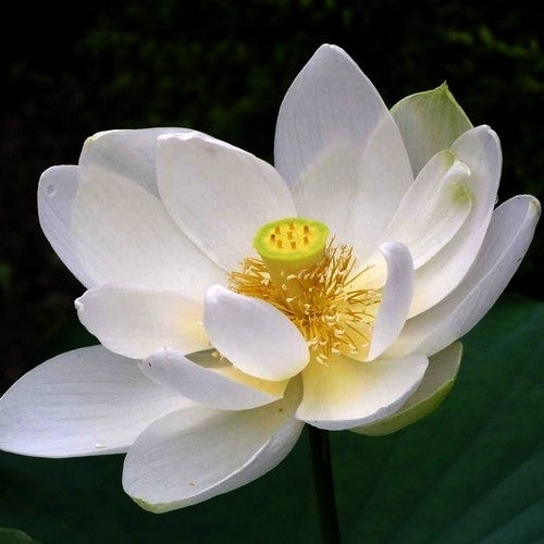 Nelumbo nucifera 'Alba' / 'White'