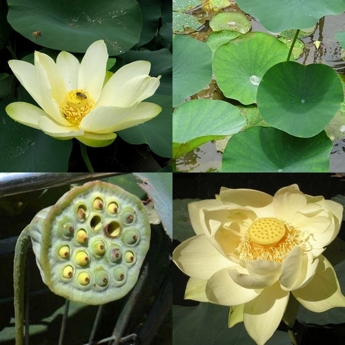 Nelumbo nucifera 'Cream' / 'Yellow'