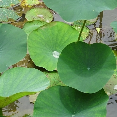 Nelumbo nucifera 'Cream' / 'Yellow'