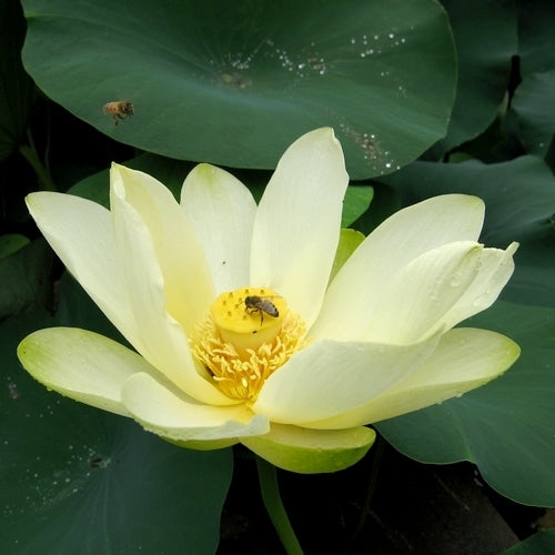 Nelumbo nucifera 'Cream' / 'Yellow'