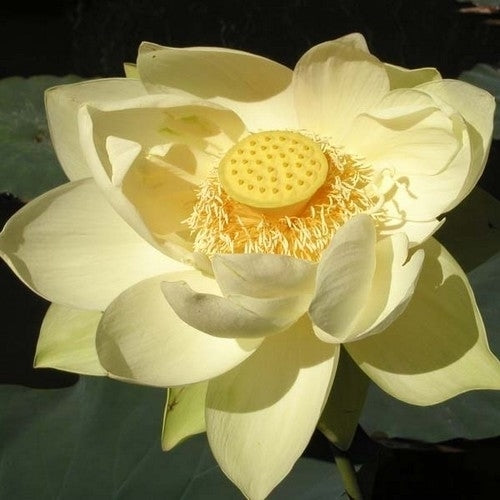 Nelumbo nucifera 'Cream' / 'Yellow'