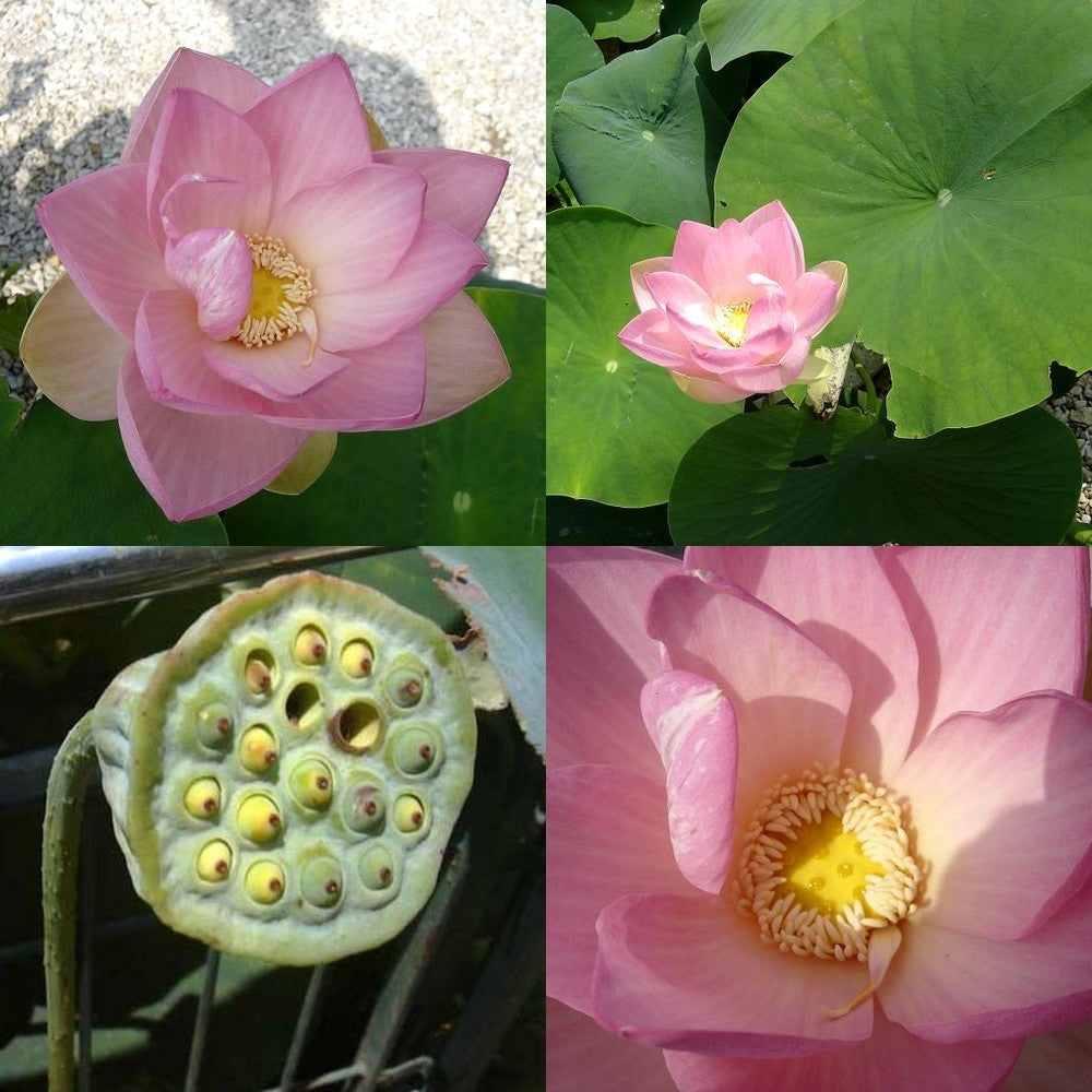 Nelumbo nucifera 'Pink'