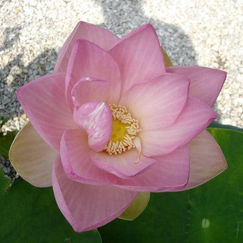 Nelumbo nucifera 'Pink'