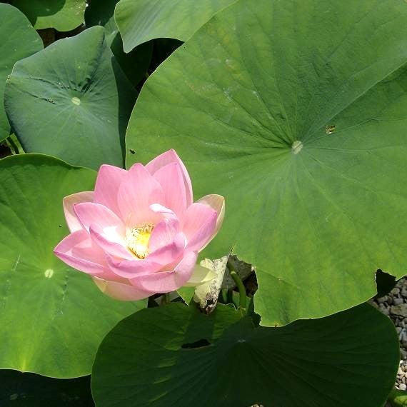 Nelumbo nucifera 'Pink'
