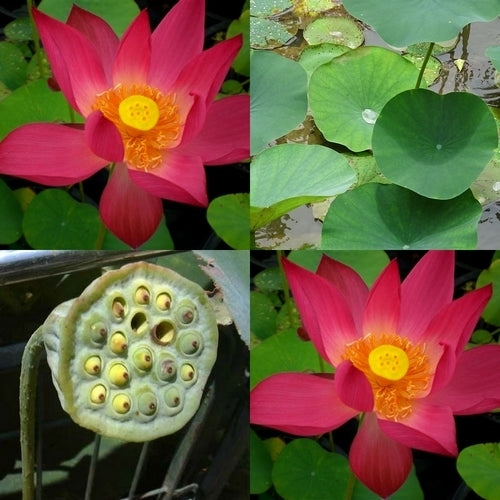 Nelumbo nucifera 'Red'