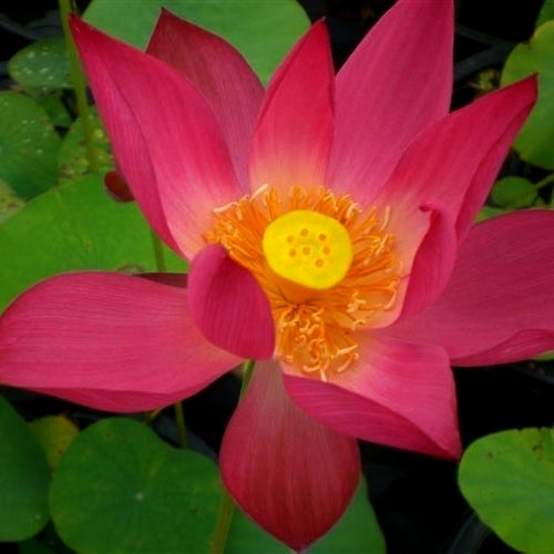 Nelumbo nucifera 'Red'