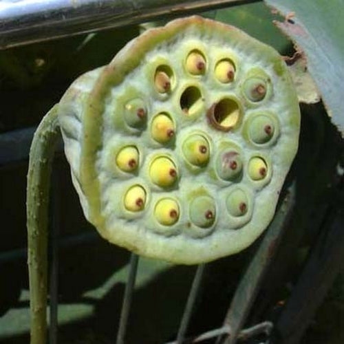 Nelumbo nucifera 'Red'