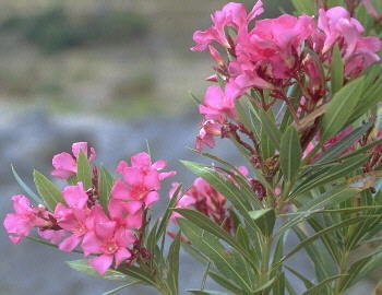 Nerium oleander