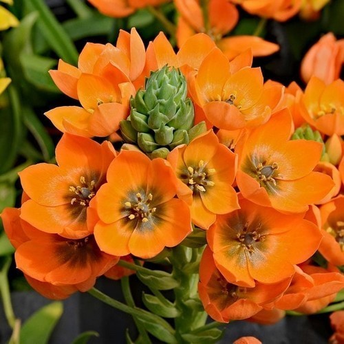 Ornithogalum dubium