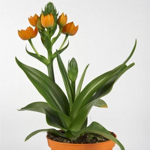 Ornithogalum dubium