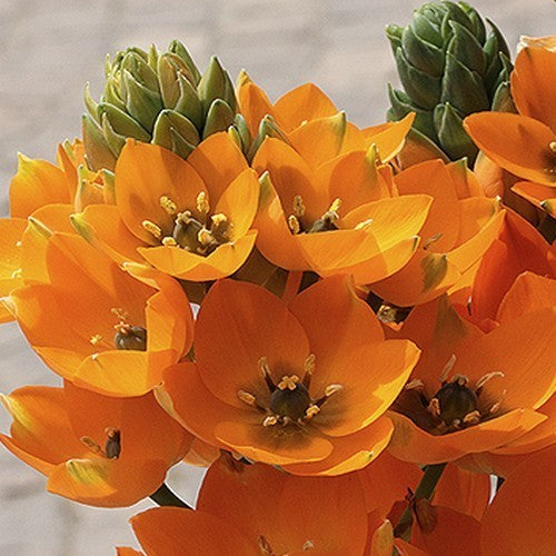 Ornithogalum dubium