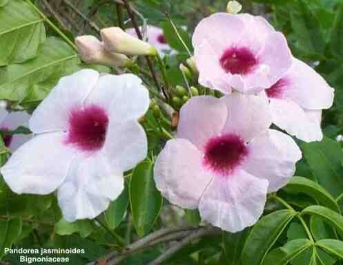 Pandorea jasminoides