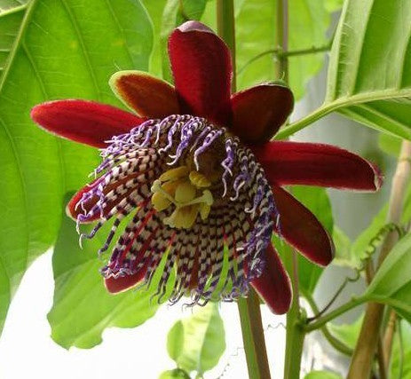 Passiflora alata Rode