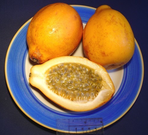 Passiflora alata Rode