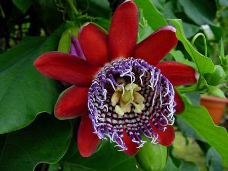 Passiflora alata Rode