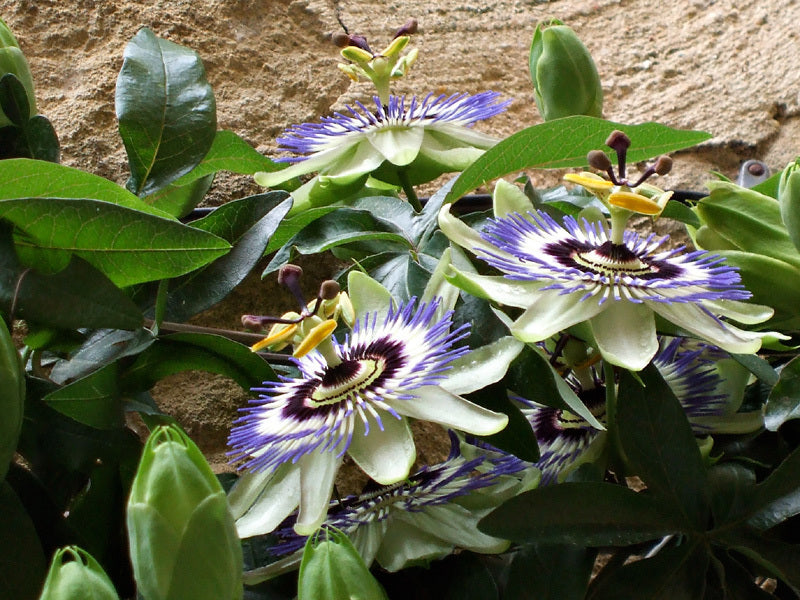 Passiflora caerulea