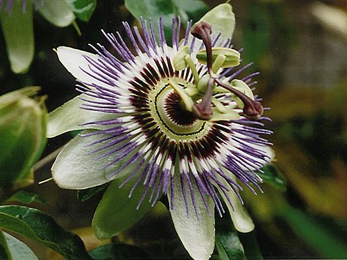 Passiflora caerulea