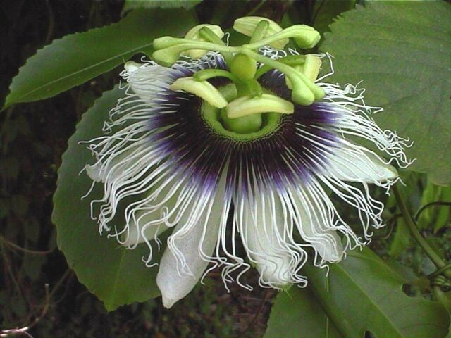 Passiflora edulis 'Edulis'