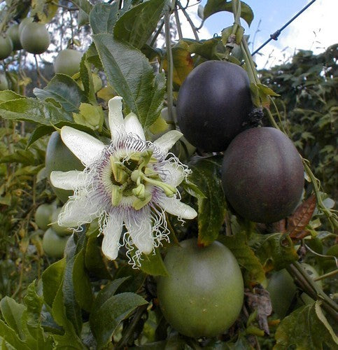 Passiflora edulis 'Edulis'