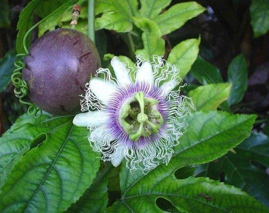 Passiflora edulis 'Edulis'