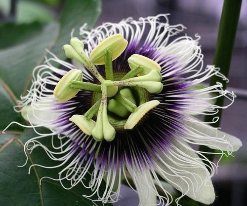 Passiflora edulis 'Flavicarpa'