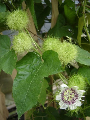 Stinking Passionflower