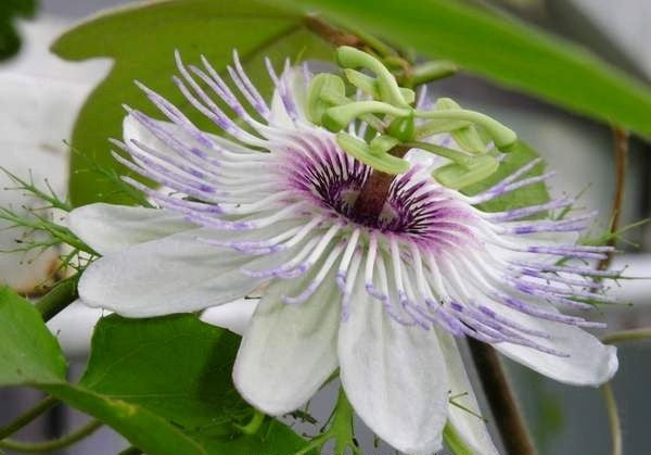 Stinking Passionflower