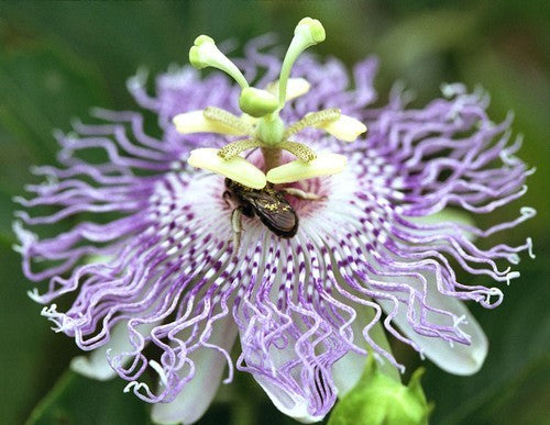 Passion flower
