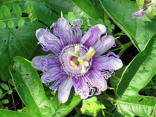 Passion flower