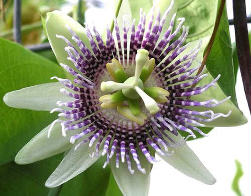 Passiflora ligularis