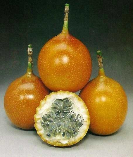 Passiflora ligularis