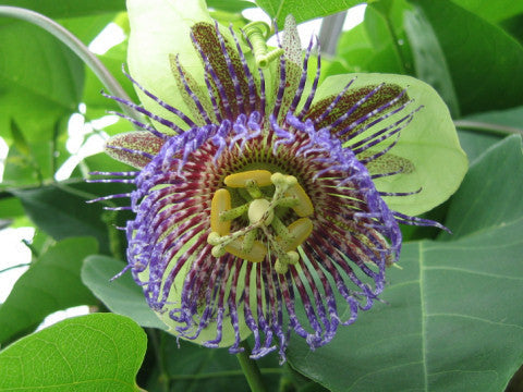 Passiflora maliformis