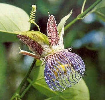 Passiflora maliformis