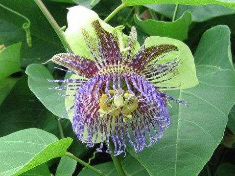 Passiflora maliformis