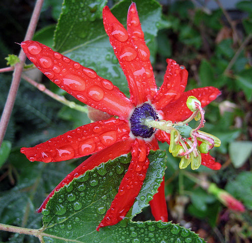 Passiflora manicata