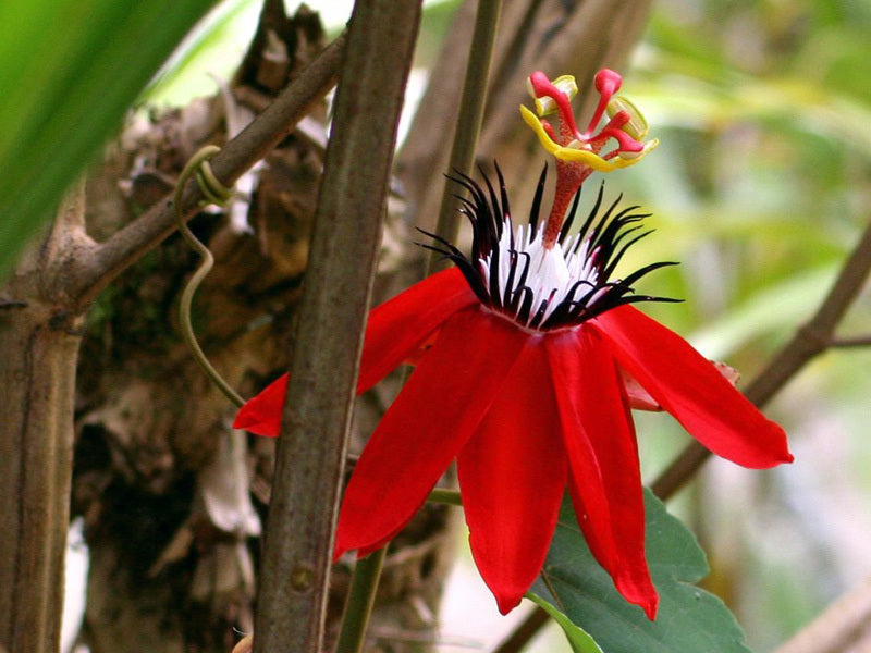 Passiflora manicata