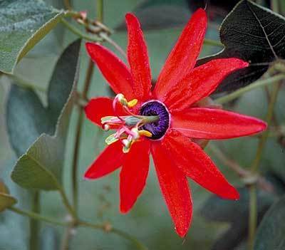 Passiflora manicata