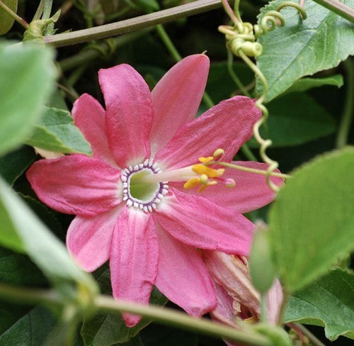 Passiflora mollissima