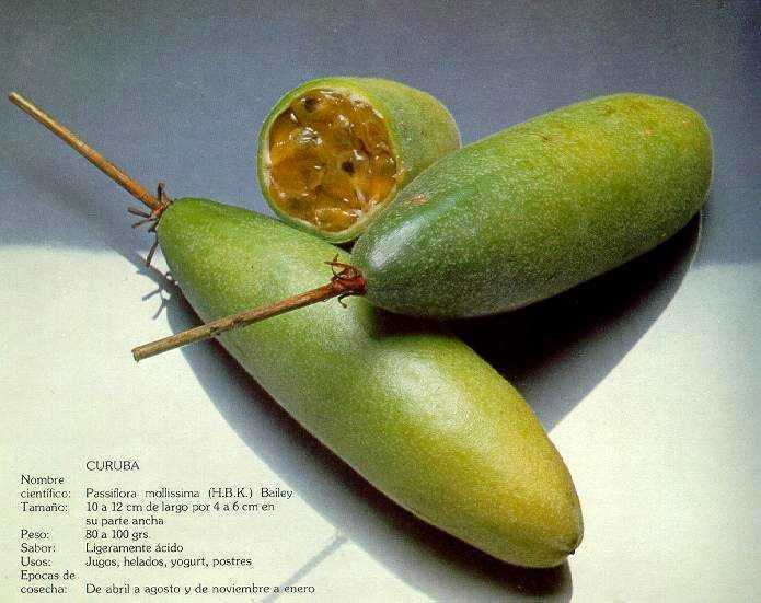 Passiflora mollissima