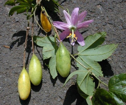 Passiflora mollissima