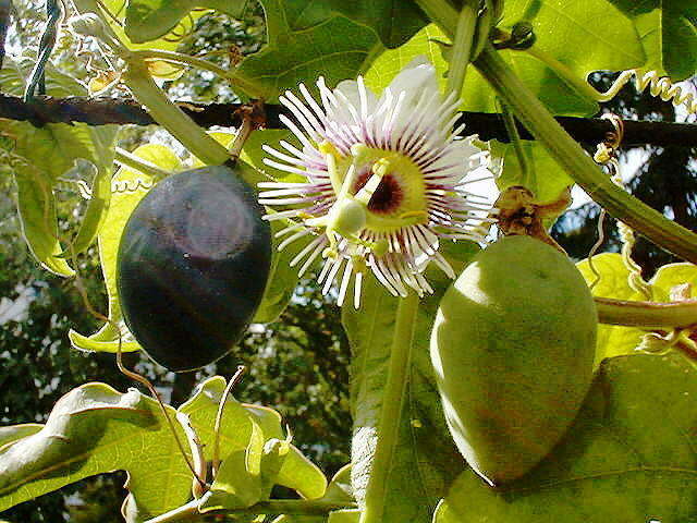 Passiflora morifolia