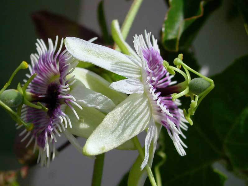 Passiflora morifolia